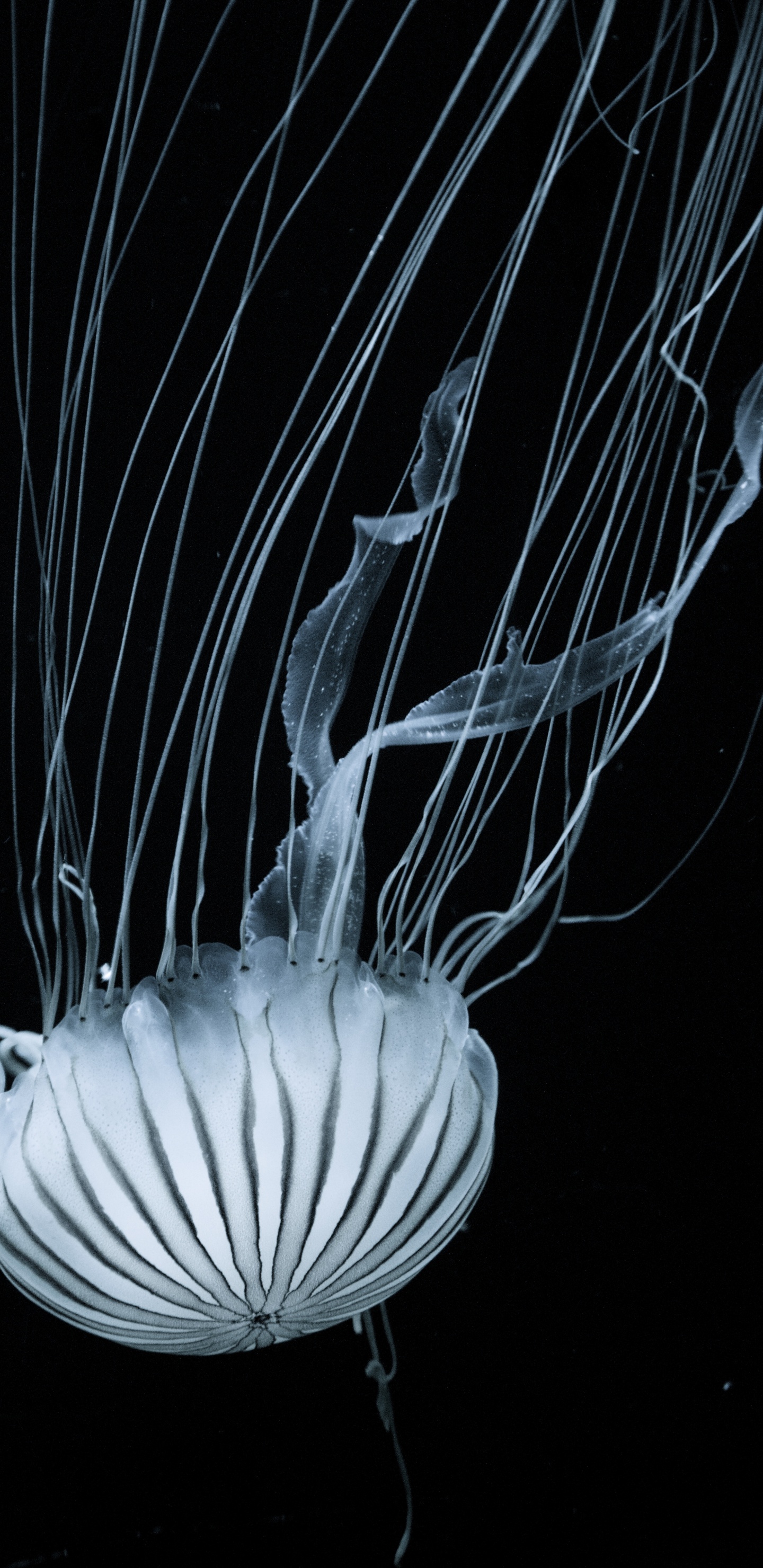 Jellyfish, Marine Invertebrates, Cnidaria, Bioluminescence, Water. Wallpaper in 1440x2960 Resolution