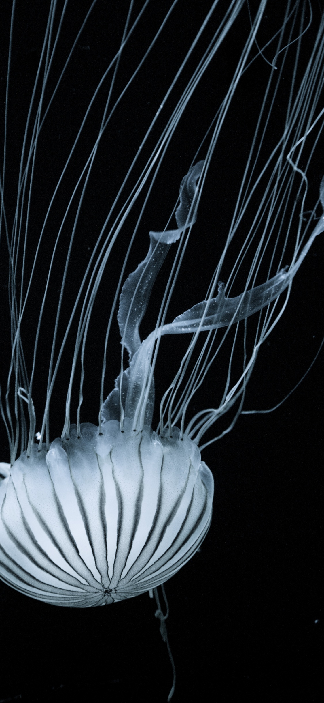 Qualle, Wirbellose, Cnidaria, Biolumineszenz, Wasser. Wallpaper in 1125x2436 Resolution