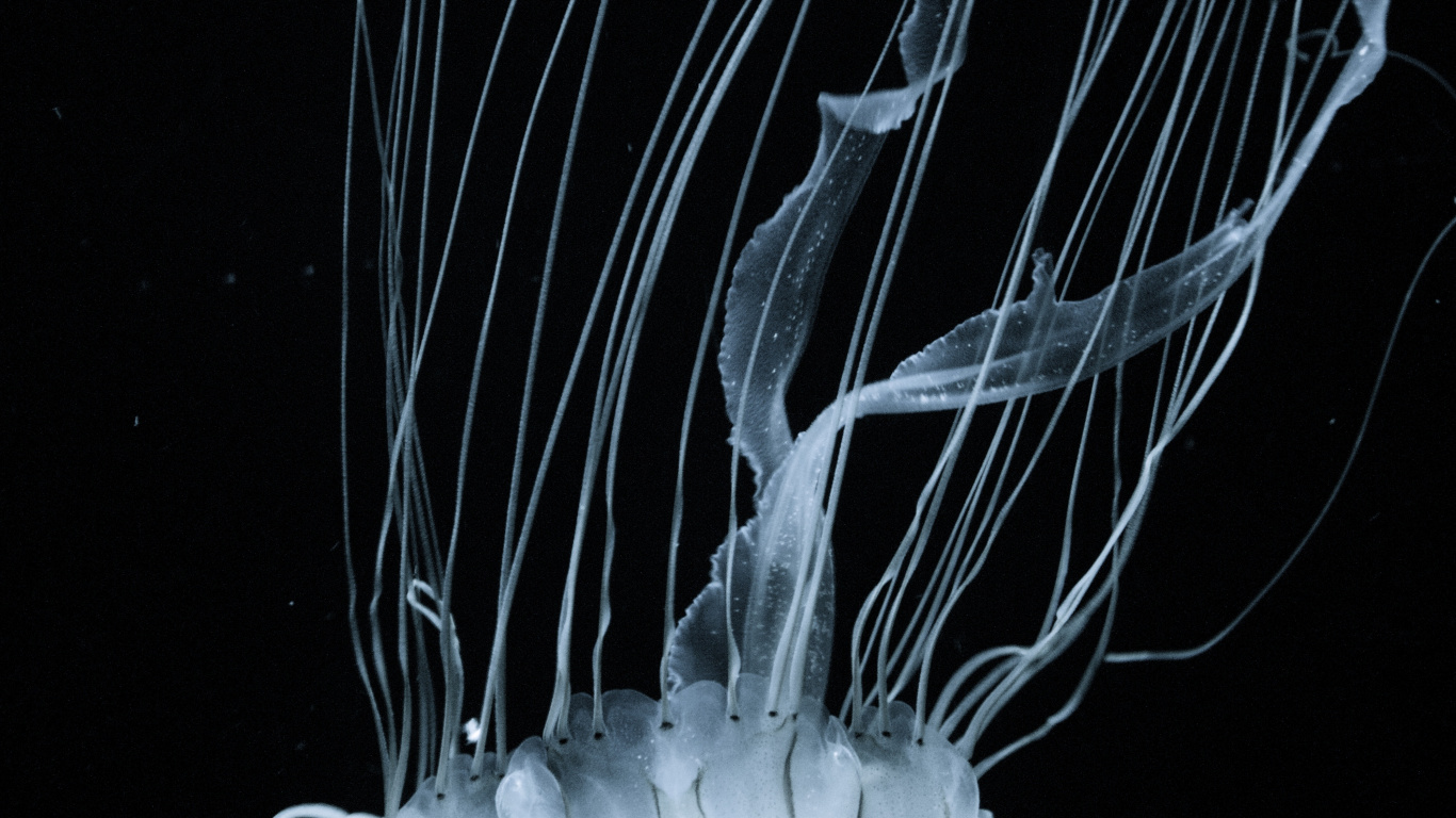 Qualle, Wirbellose, Cnidaria, Biolumineszenz, Wasser. Wallpaper in 1366x768 Resolution