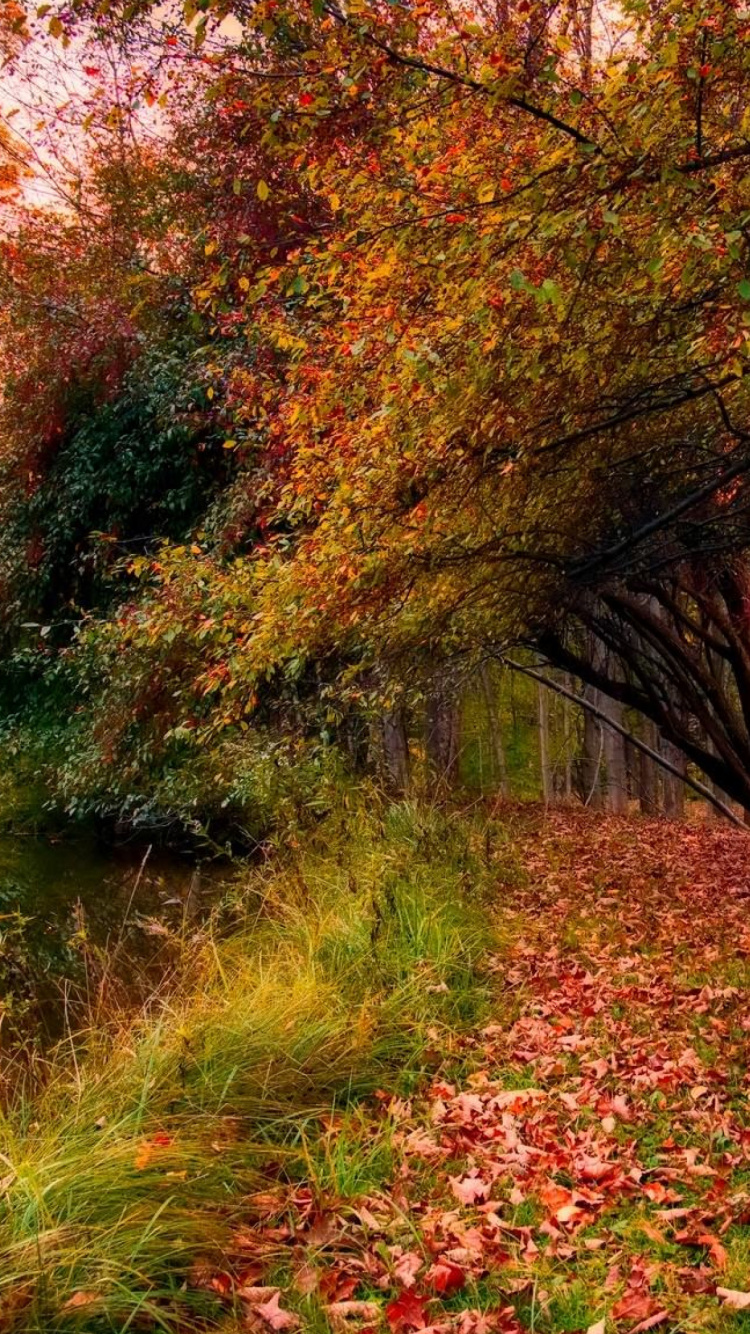 Brown Wooden Bench on Green Grass Field Near Brown Trees During Daytime. Wallpaper in 750x1334 Resolution