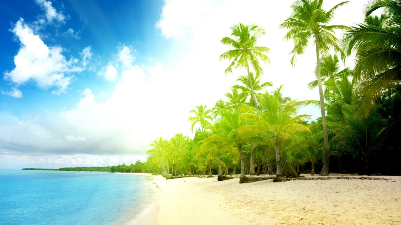 Green Palm Trees on Beach Shore During Daytime. Wallpaper in 1366x768 Resolution