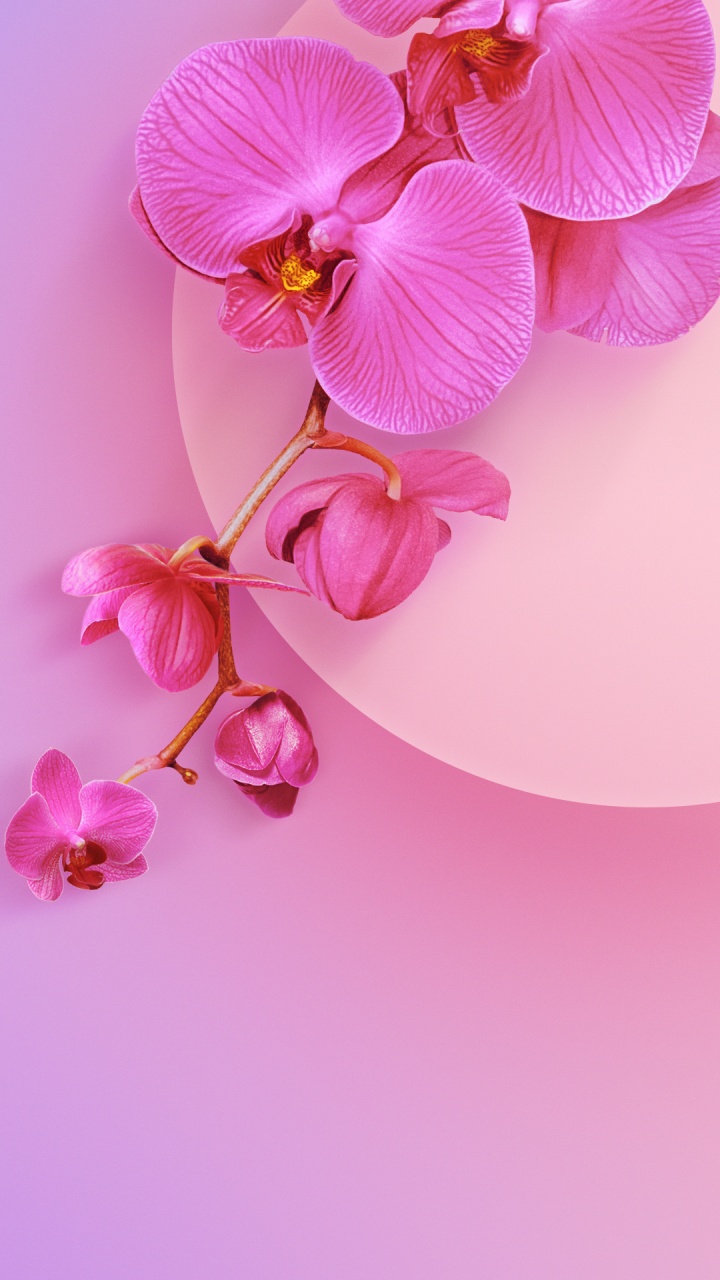 Xiaomi, Xiaomi Redmi K20 Pro, Redmi 7a, Xiaomi mi 9t Pro, Redmi 8a. Wallpaper in 720x1280 Resolution