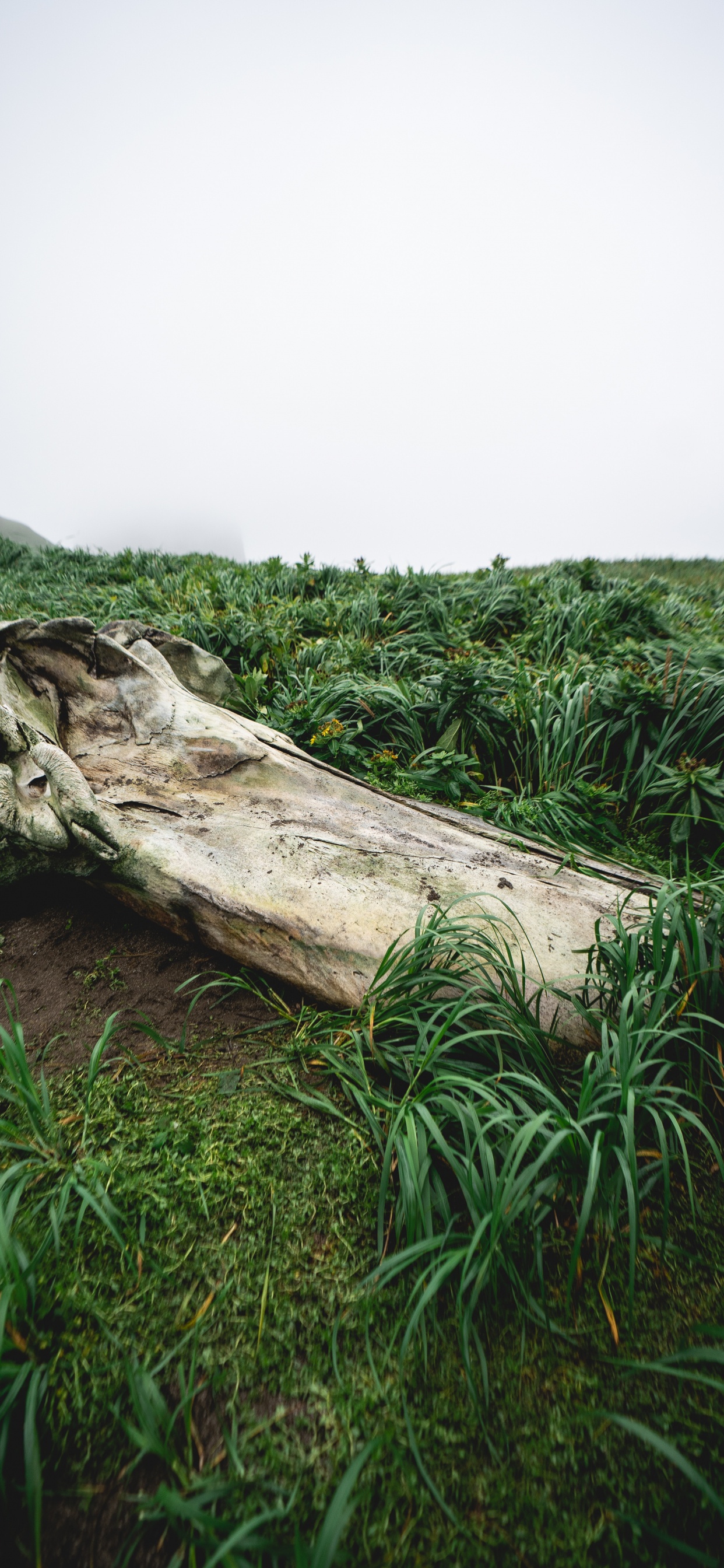 Vegetation, Holz, Naturlandschaft, Stamm, Gras. Wallpaper in 1242x2688 Resolution