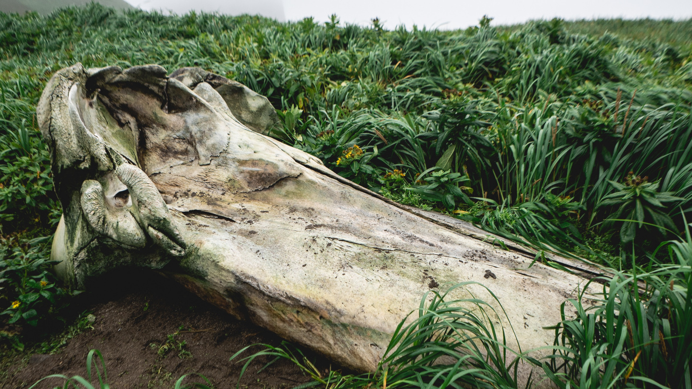 Vegetation, Holz, Naturlandschaft, Stamm, Gras. Wallpaper in 1366x768 Resolution