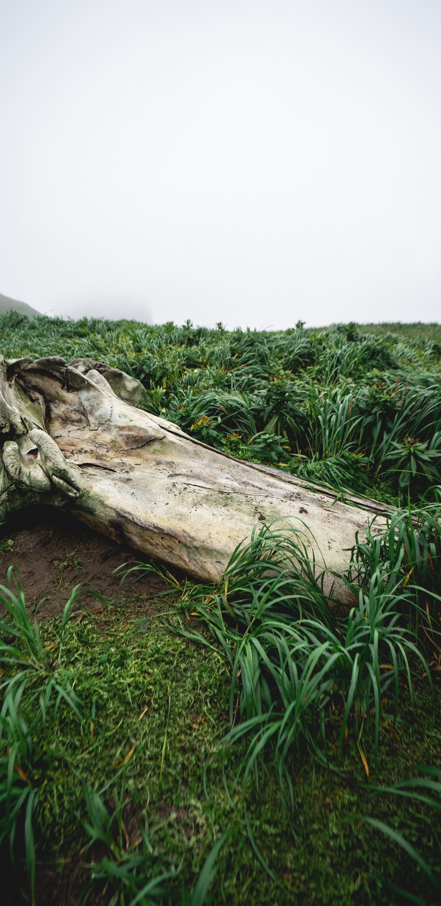 Vegetation, Holz, Naturlandschaft, Stamm, Gras. Wallpaper in 1440x2960 Resolution