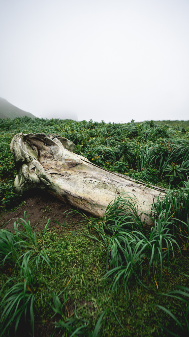 Vegetation, Holz, Naturlandschaft, Stamm, Gras. Wallpaper in 750x1334 Resolution