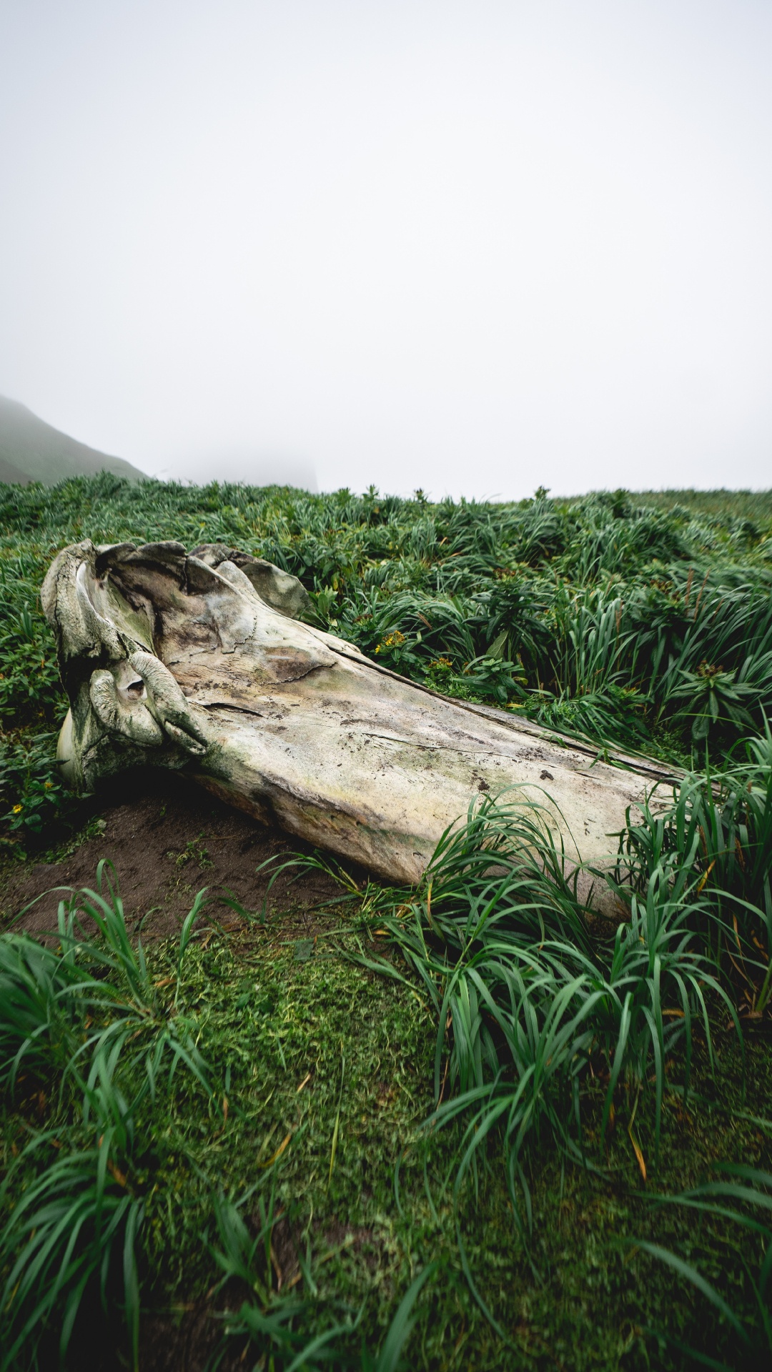 Vegetation, Plant, Wood, Natural Landscape, Trunk. Wallpaper in 1080x1920 Resolution