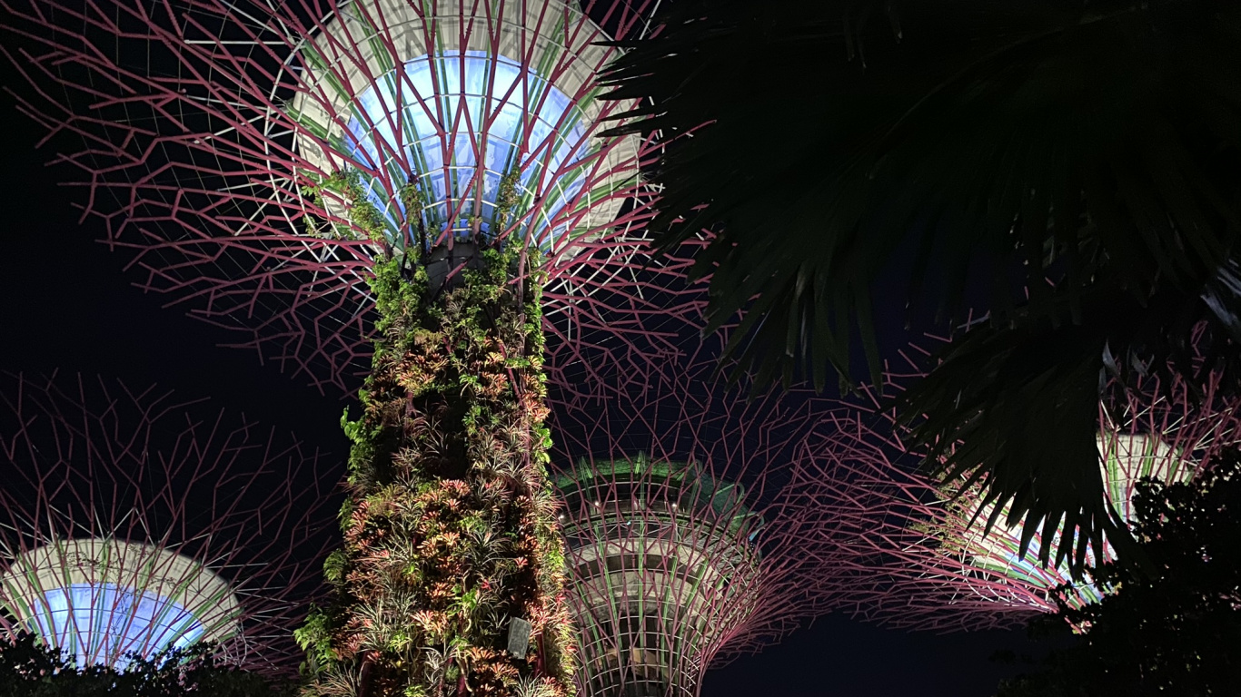 Singapur, Palmera, Pirotecnia, Atracción Turística, Morado. Wallpaper in 1366x768 Resolution