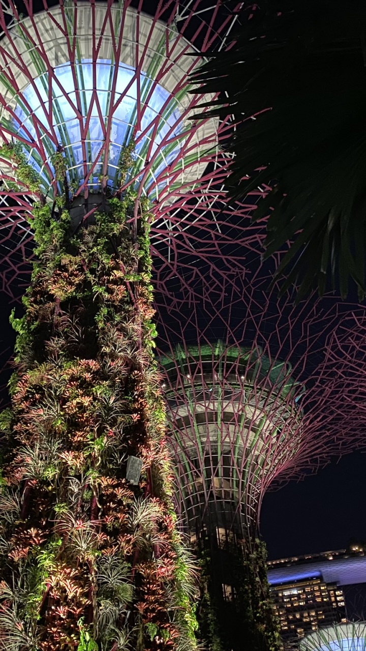 棕榈树, 烟花, 旅游景点, 紫色的, 里程碑 壁纸 720x1280 允许