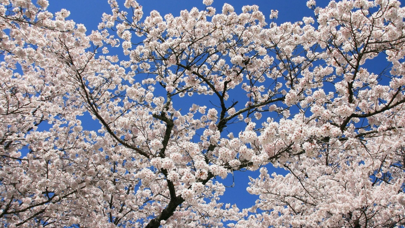 Flor de Cerezo Blanca Bajo un Cielo Azul Durante el Día. Wallpaper in 1366x768 Resolution