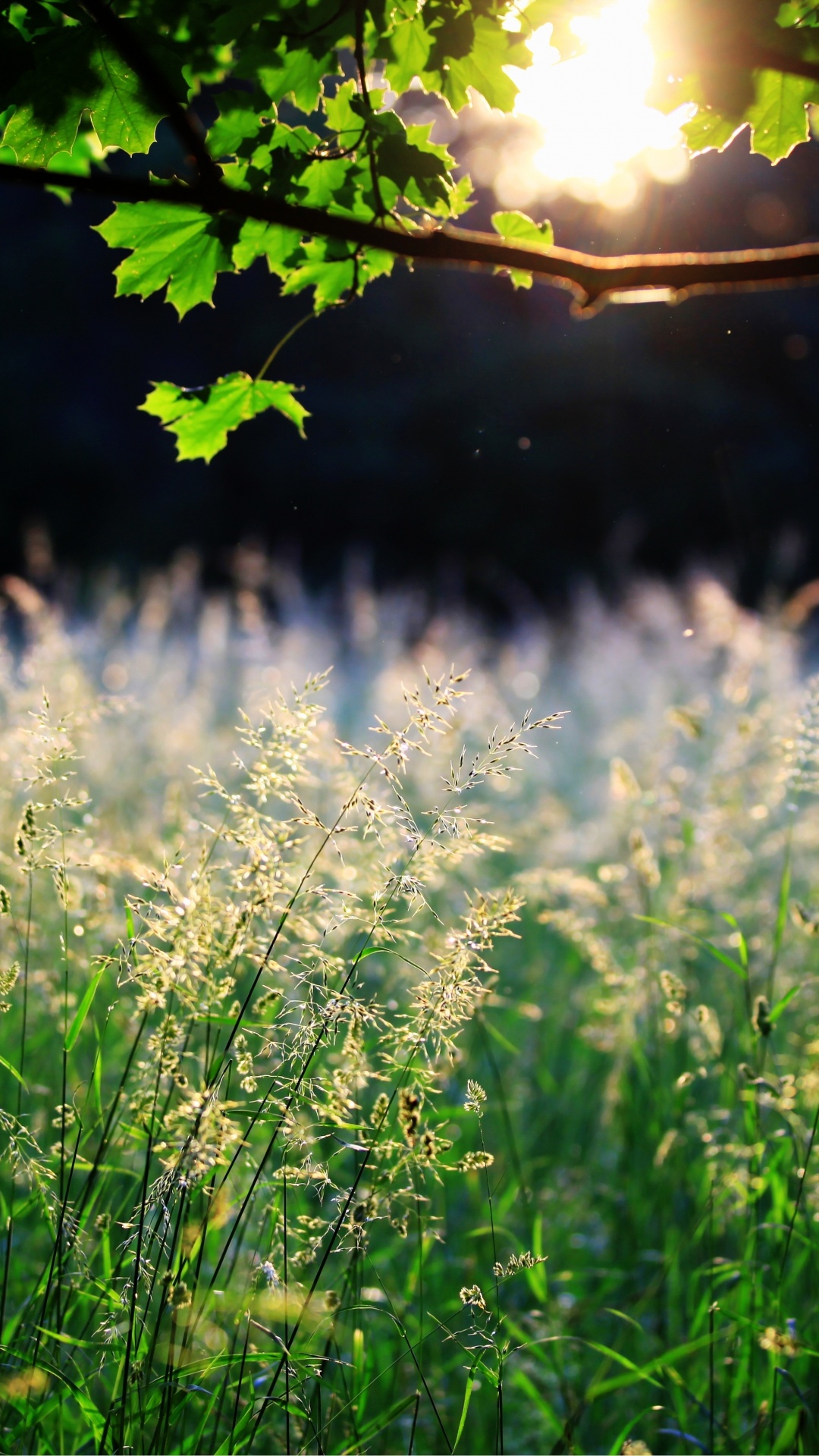 绿色的, 性质, 草, 植被, 阳光 壁纸 1080x1920 允许