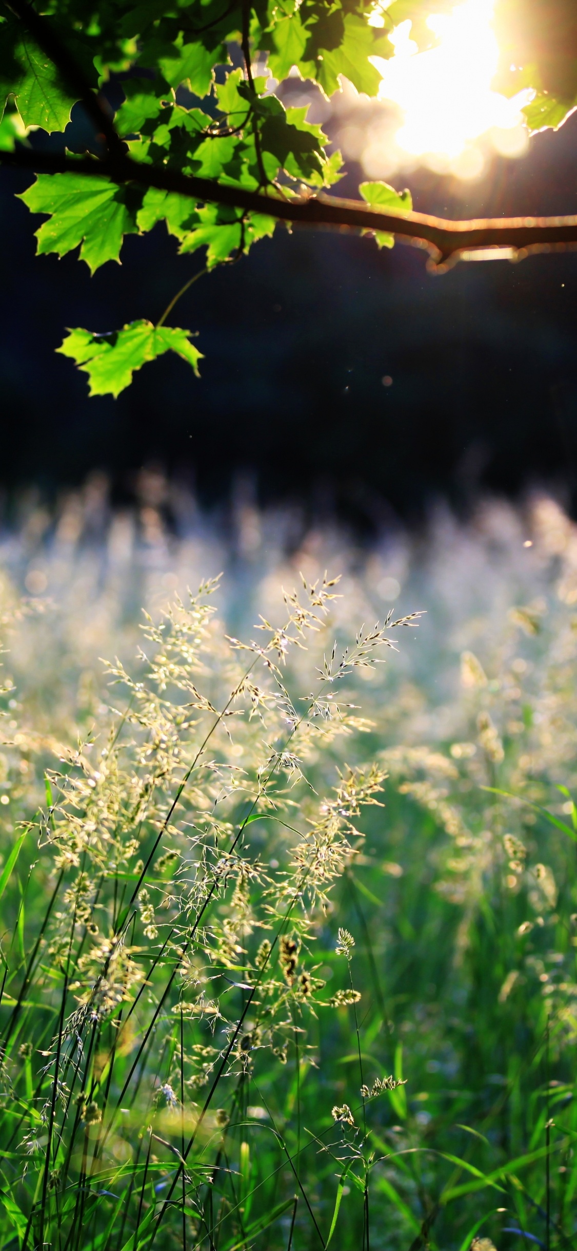 Green Grass Field During Daytime. Wallpaper in 1125x2436 Resolution