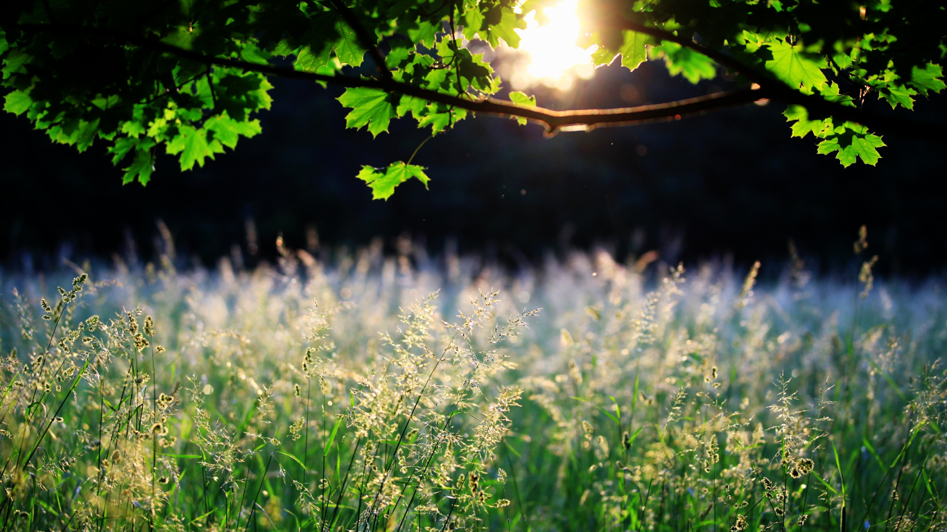 Green Grass Field During Daytime. Wallpaper in 1366x768 Resolution