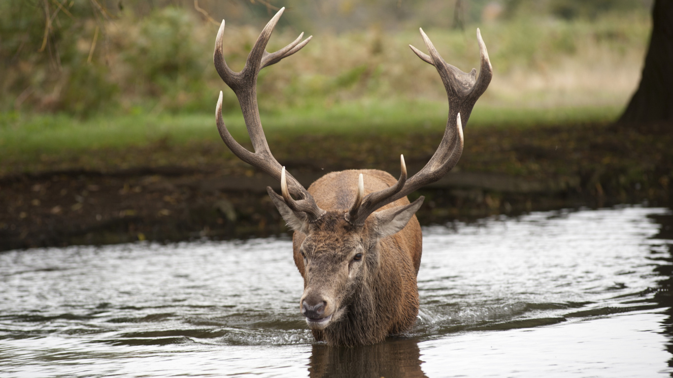 Brown Deer on Water During Daytime. Wallpaper in 1366x768 Resolution
