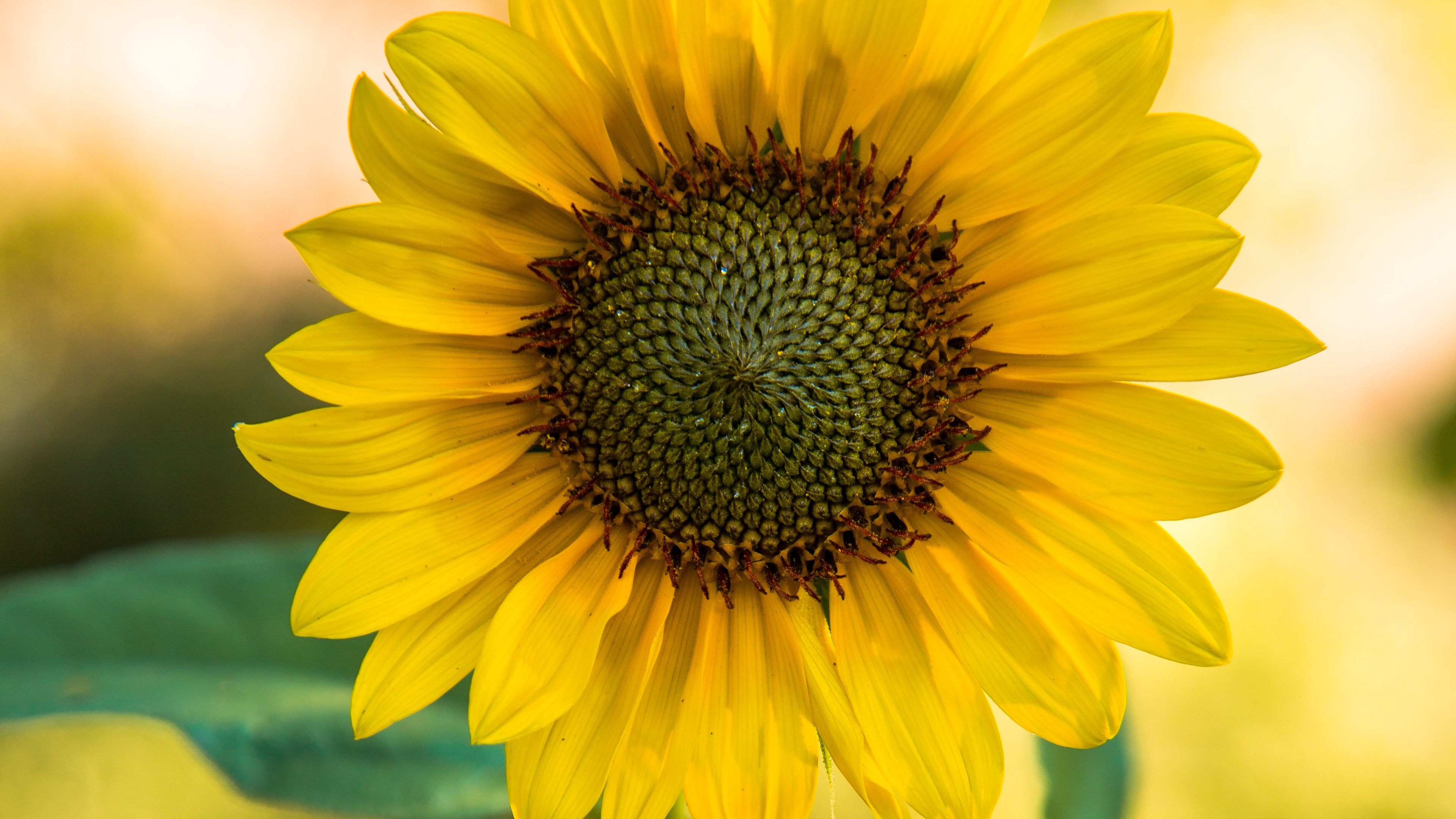 Girasol Amarillo en Fotografía de Cerca. Wallpaper in 3840x2160 Resolution