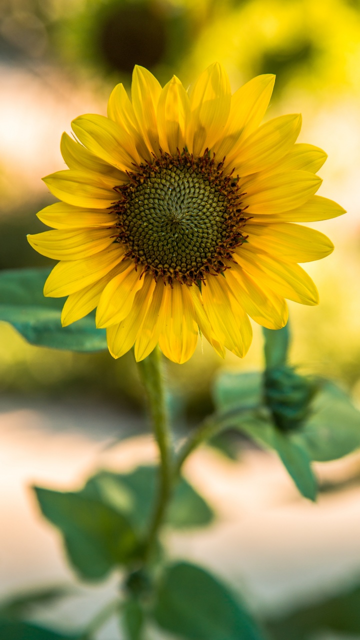 Gelbe Sonnenblume in Nahaufnahme Close. Wallpaper in 720x1280 Resolution