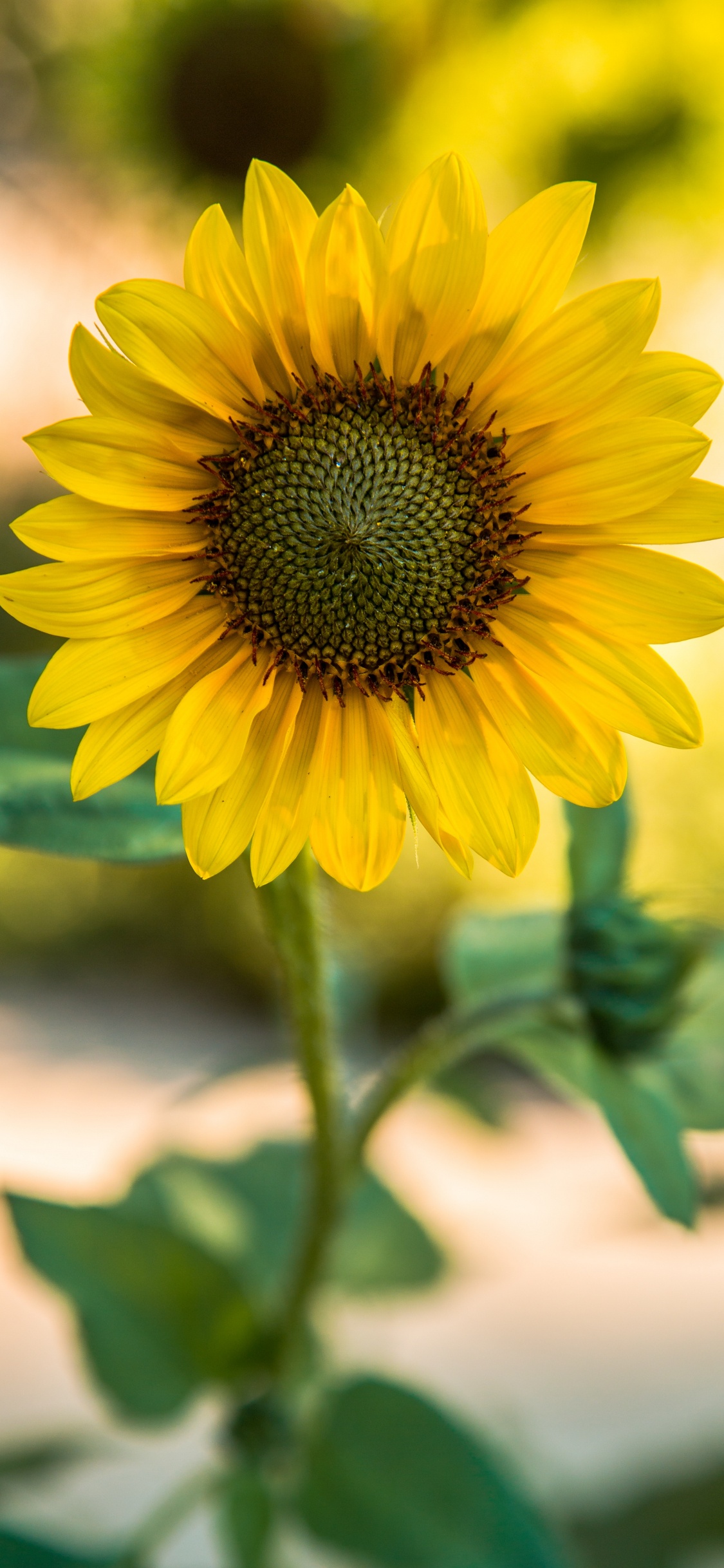 Yellow Sunflower in Close up Photography. Wallpaper in 1125x2436 Resolution