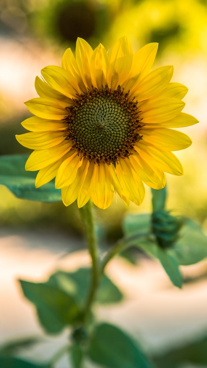 Yellow Sunflower in Close up Photography. Wallpaper in 720x1280 Resolution