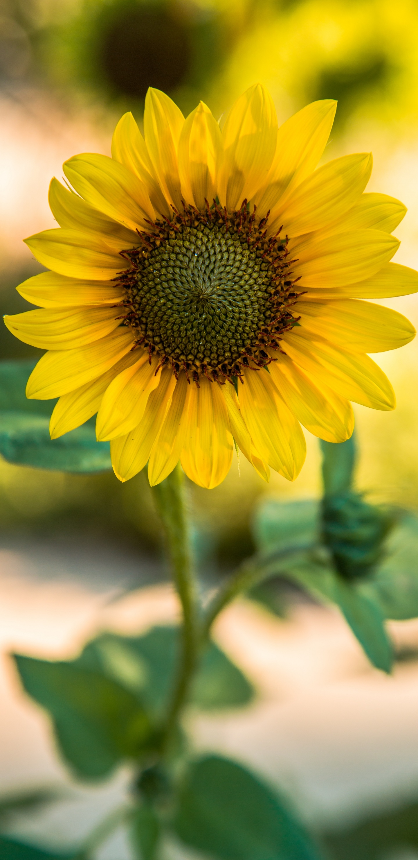 Tournesol Jaune en Photographie Rapprochée. Wallpaper in 1440x2960 Resolution