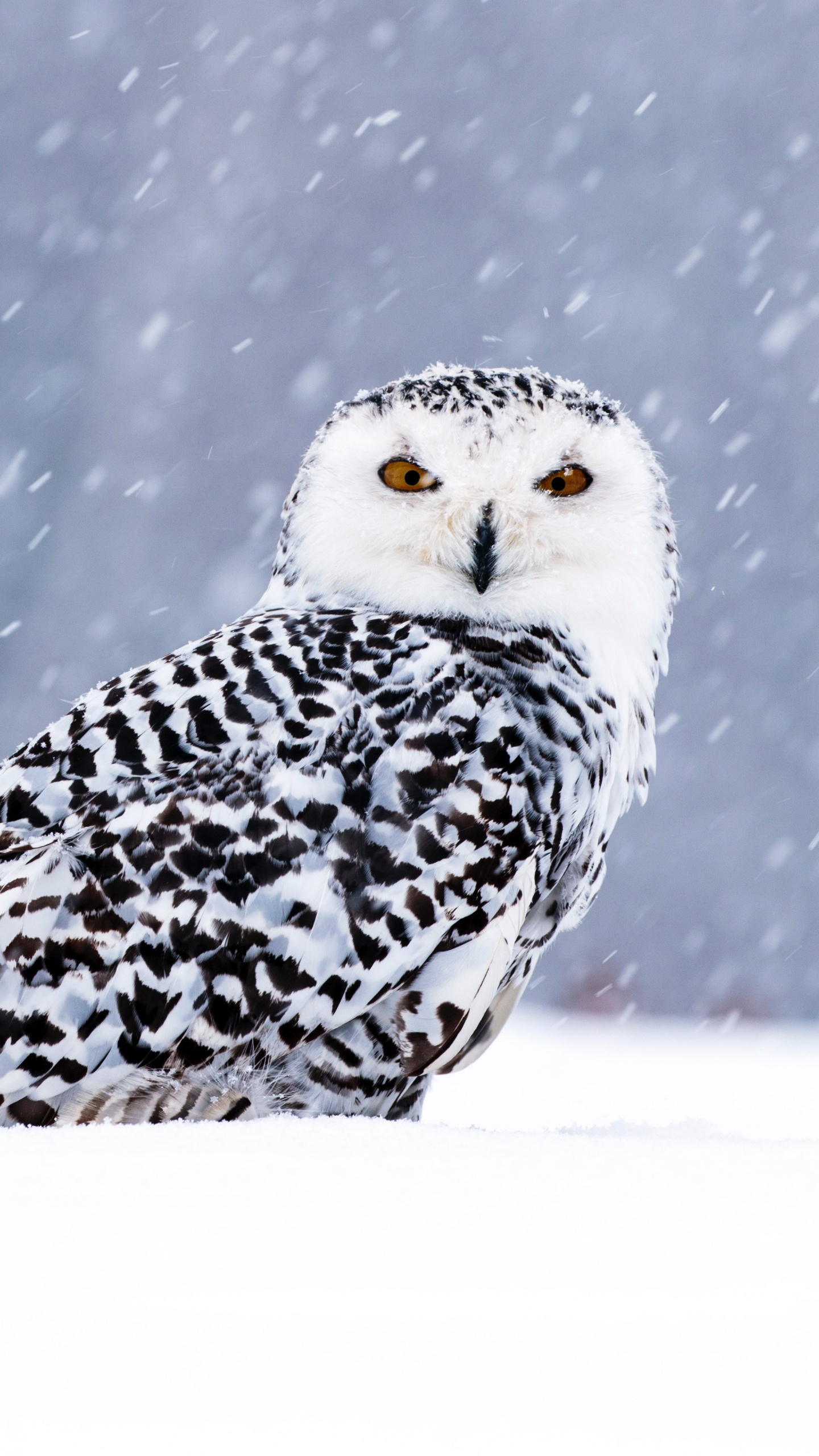 White and Black Owl on Snow Covered Ground. Wallpaper in 1440x2560 Resolution