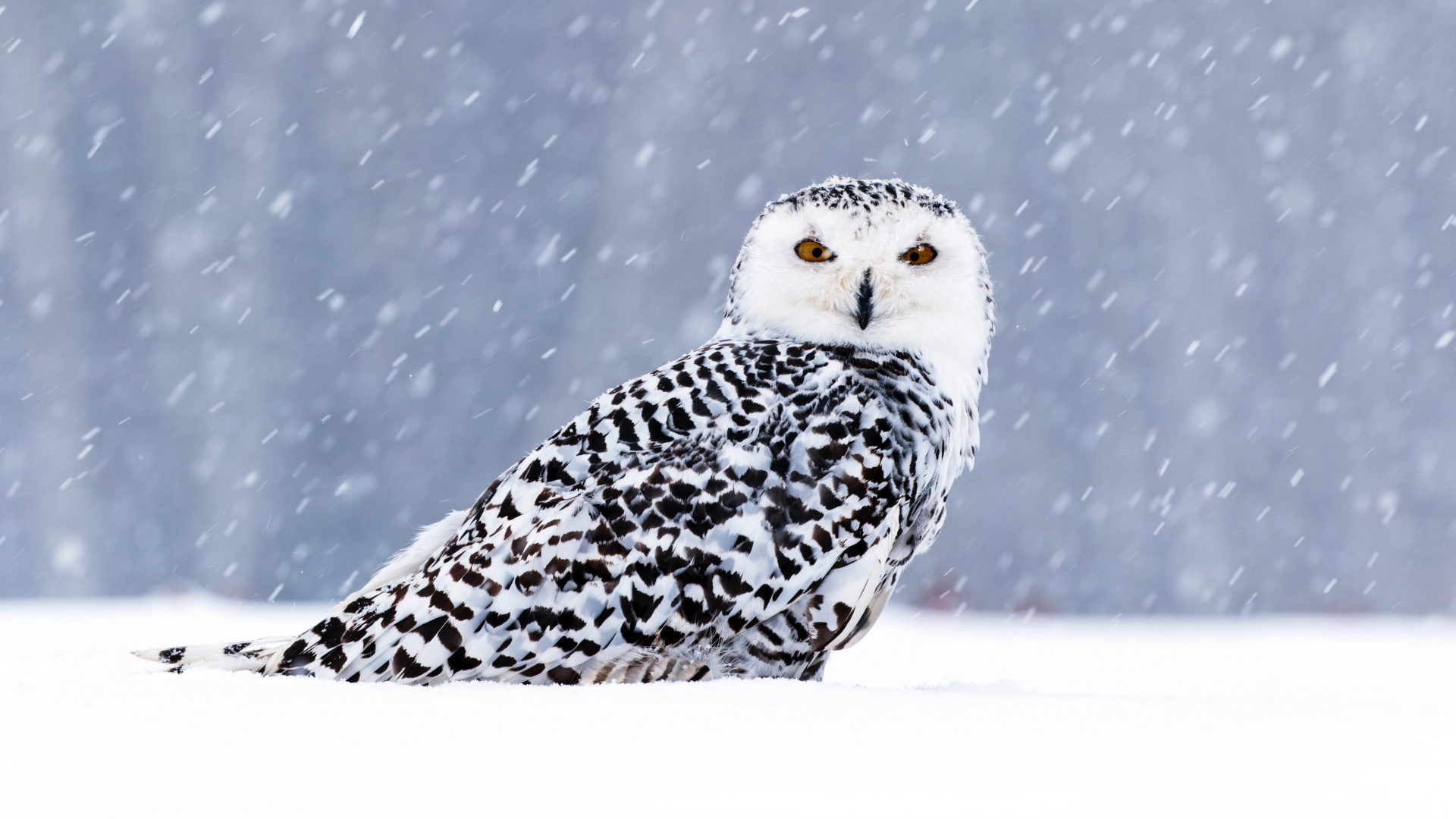 White and Black Owl on Snow Covered Ground. Wallpaper in 1920x1080 Resolution