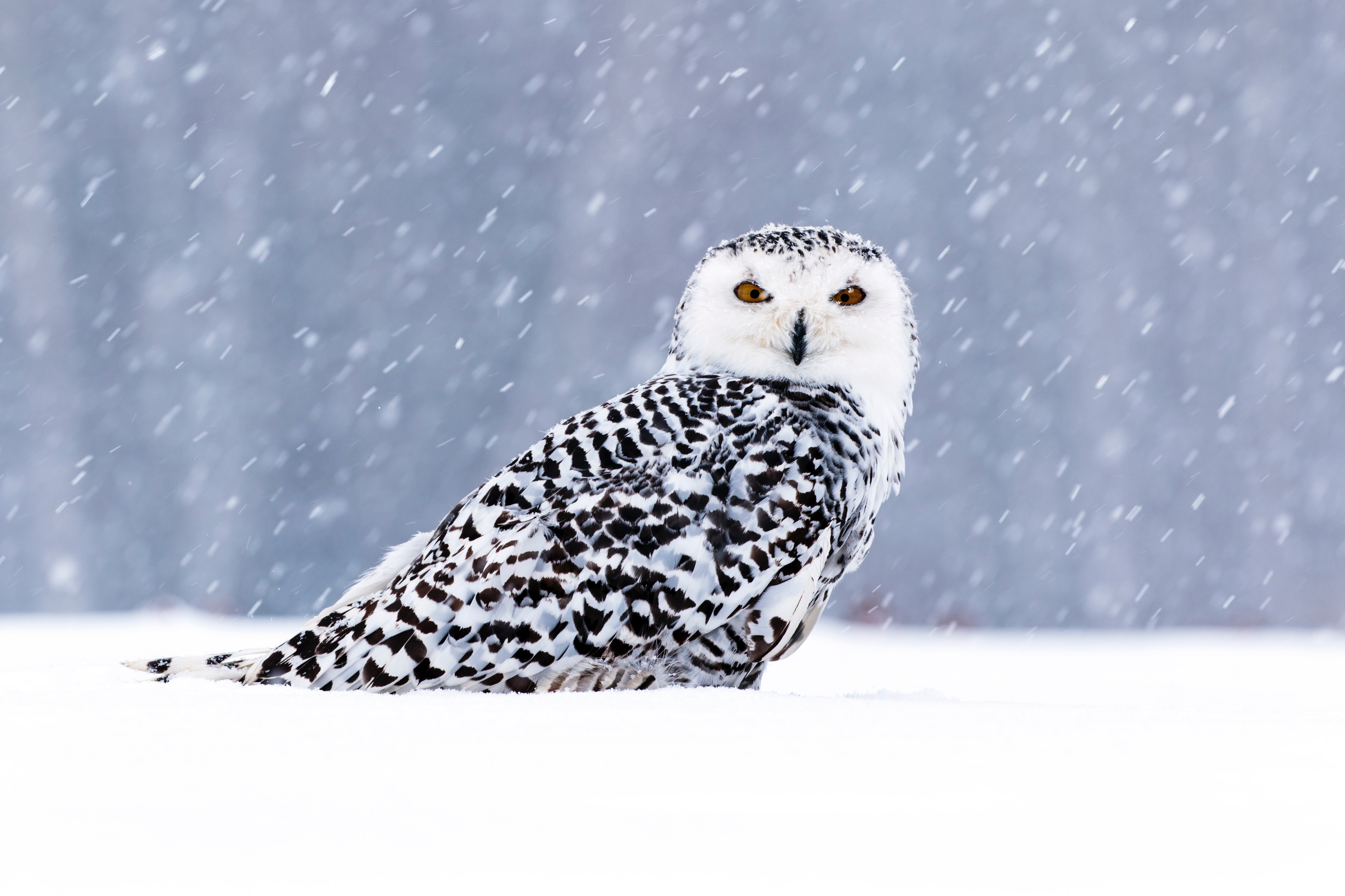 barn owl microsoft wallpaper