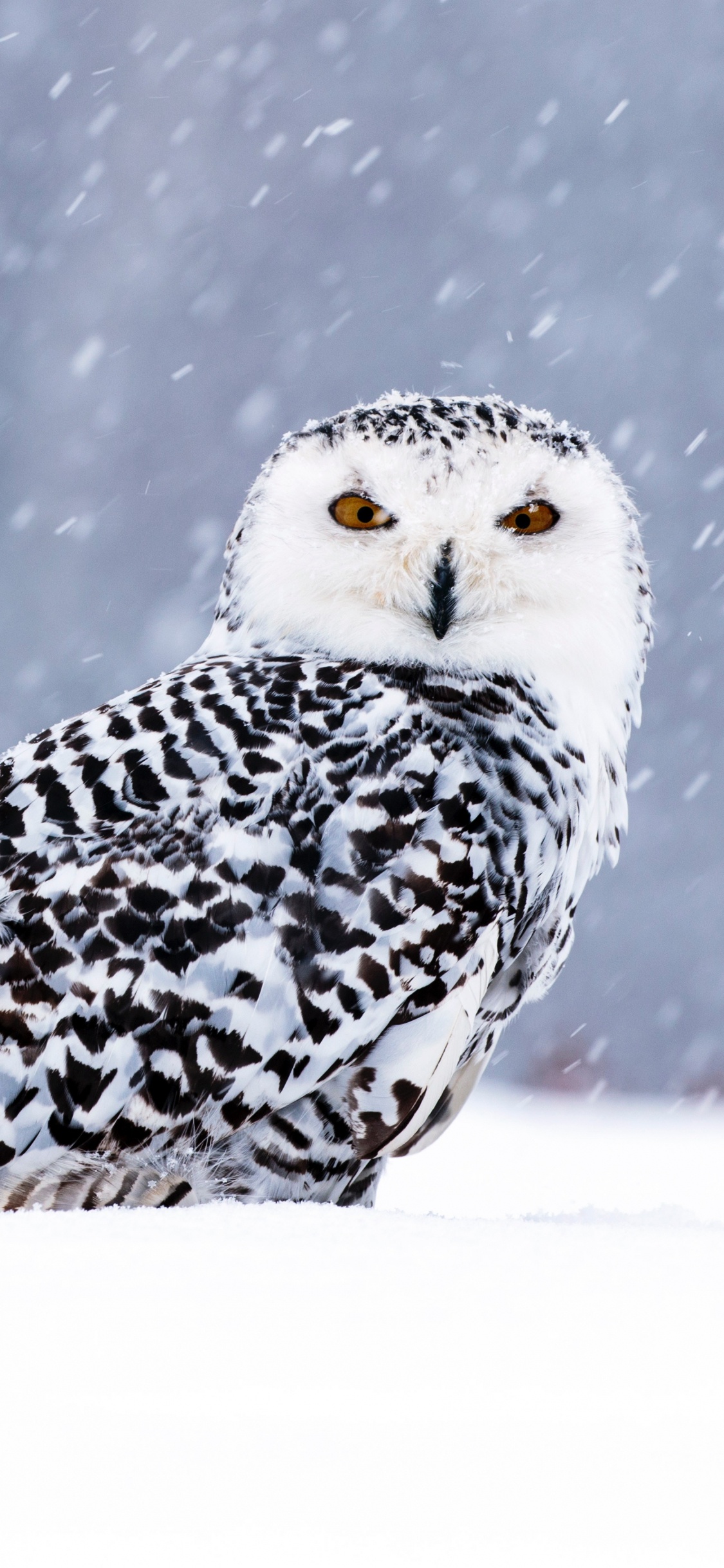 Chouette Blanche et Noire Sur Sol Couvert de Neige. Wallpaper in 1125x2436 Resolution