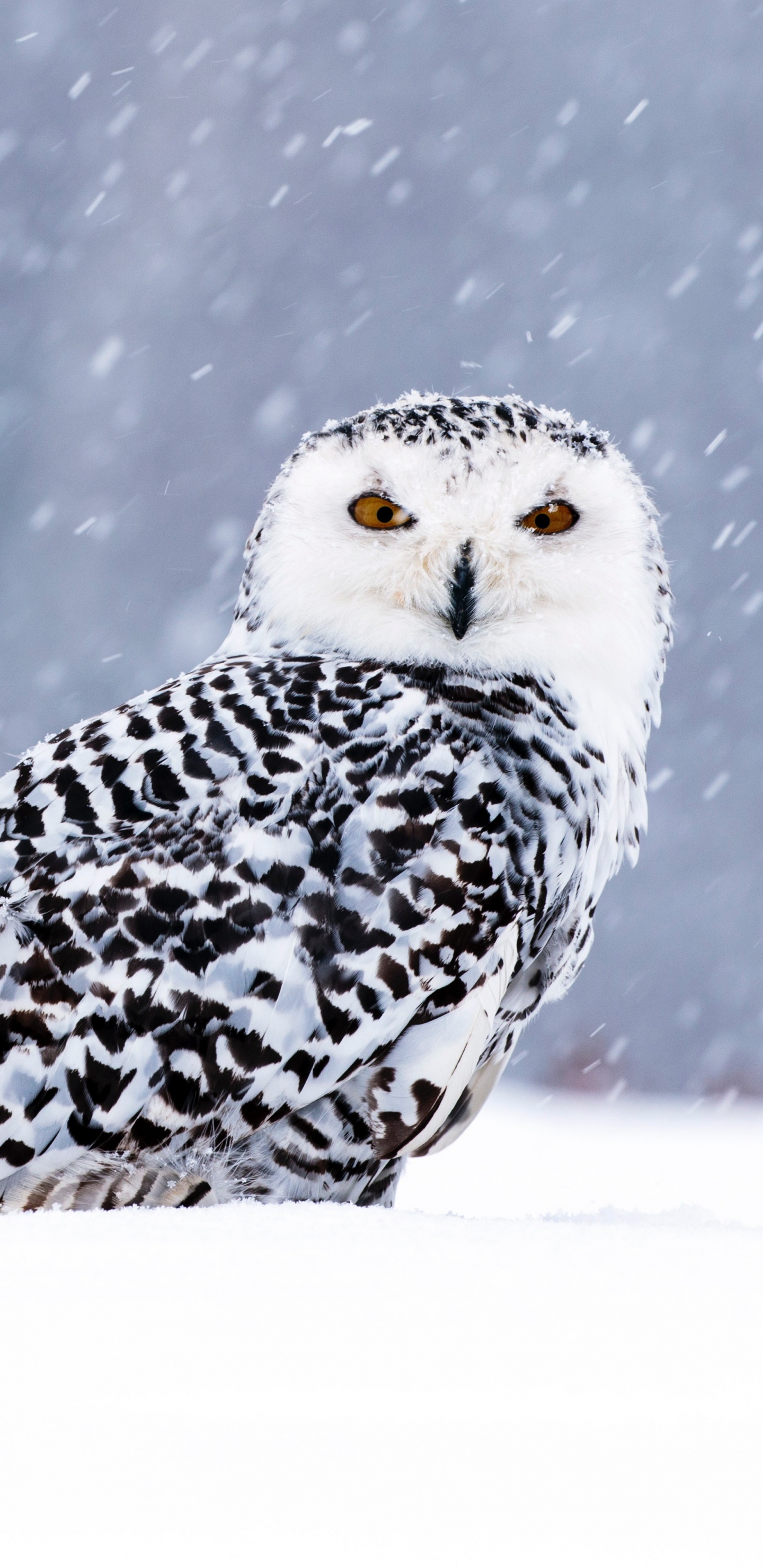 Weiße Und Schwarze Eule Auf Schneebedecktem Boden. Wallpaper in 1440x2960 Resolution