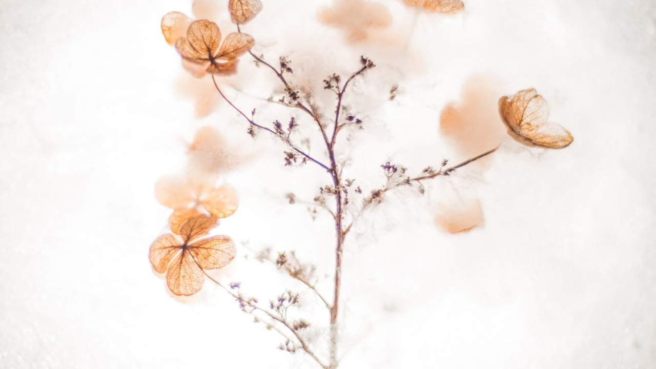 Dominate a ti Mismo Citas, Cita Inspiradora, Comillas, Cita Motivacional, Morena. Wallpaper in 1280x720 Resolution