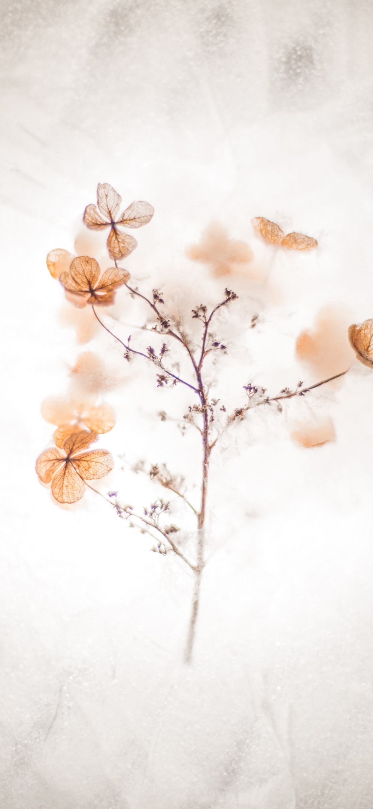 Master Yourself Quotes, Inspirational Quote, Quotation, Motivational Quote, Brown. Wallpaper in 1242x2688 Resolution