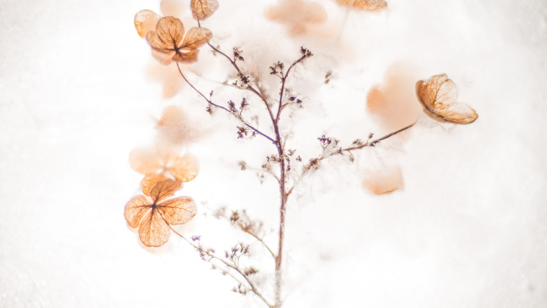 Master Yourself Quotes, Inspirational Quote, Quotation, Motivational Quote, Brown. Wallpaper in 1920x1080 Resolution