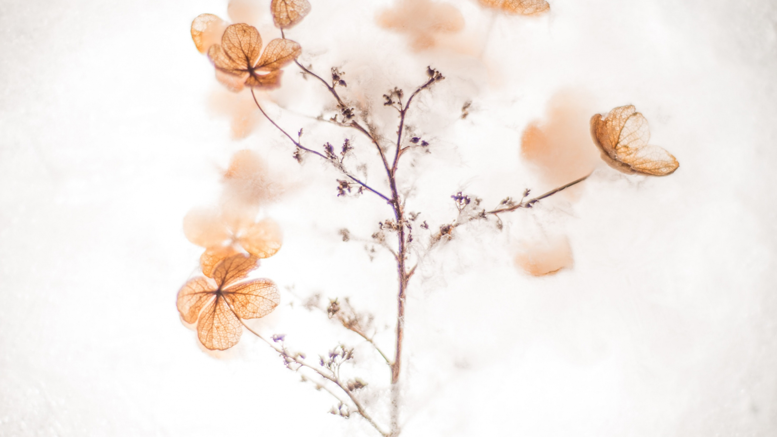 Master Yourself Quotes, Inspirational Quote, Quotation, Motivational Quote, Brown. Wallpaper in 2560x1440 Resolution