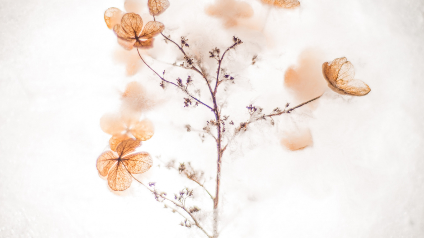 Meistern Sie Sich Selbst Zitate, Inspirierendes Zitat, Anführungszeichen, Motivationszitat, Brown. Wallpaper in 1366x768 Resolution