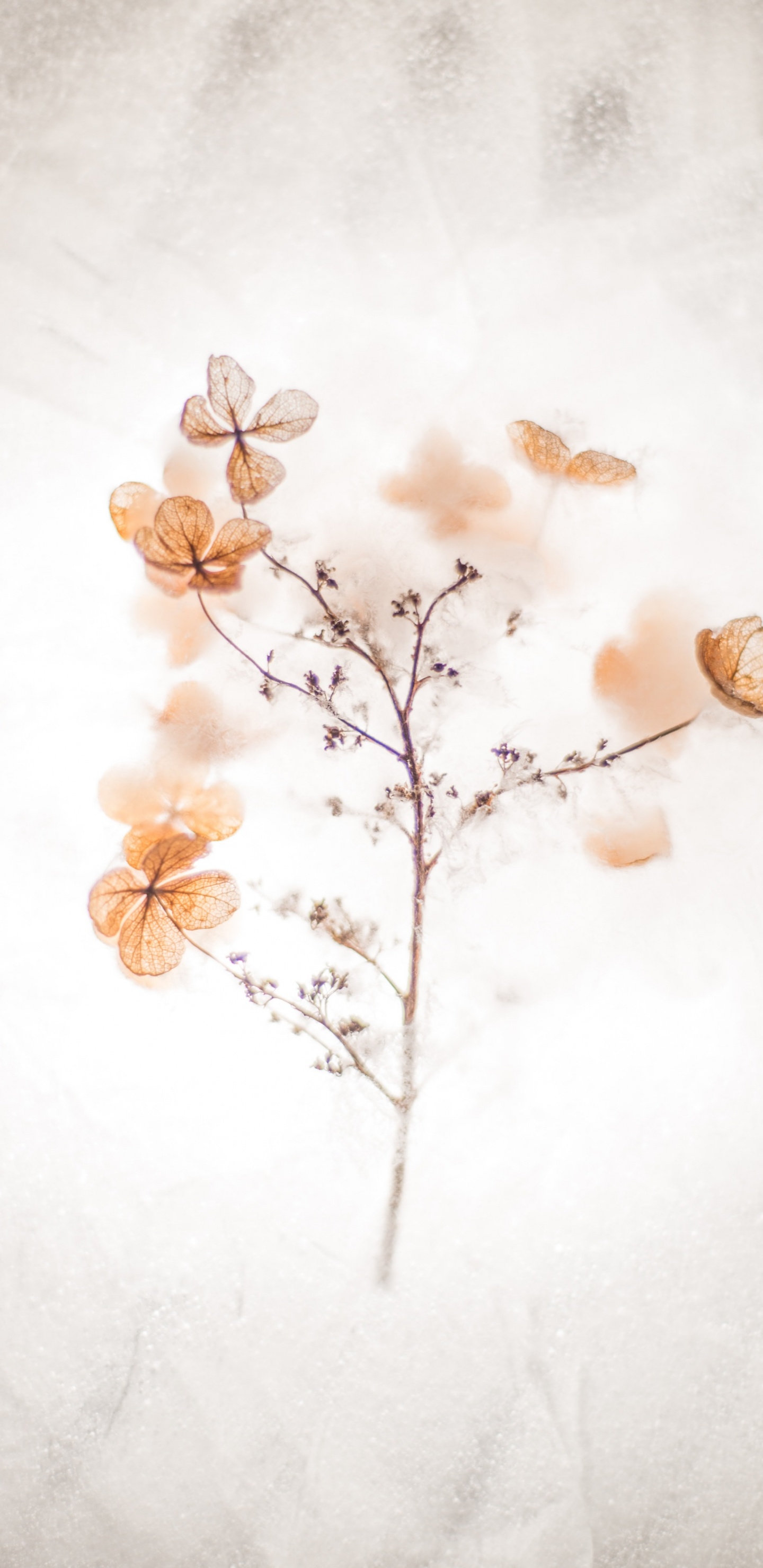 Meistern Sie Sich Selbst Zitate, Inspirierendes Zitat, Anführungszeichen, Motivationszitat, Brown. Wallpaper in 1440x2960 Resolution