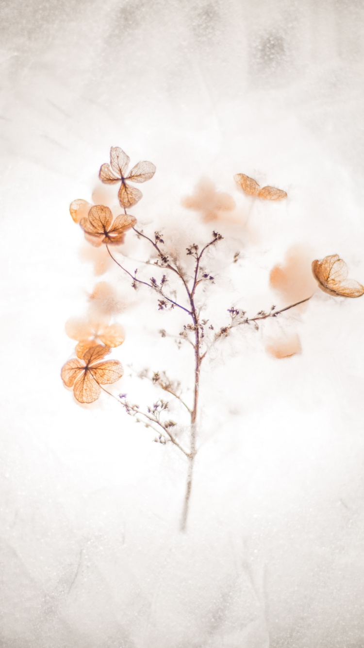 Meistern Sie Sich Selbst Zitate, Inspirierendes Zitat, Anführungszeichen, Motivationszitat, Brown. Wallpaper in 750x1334 Resolution