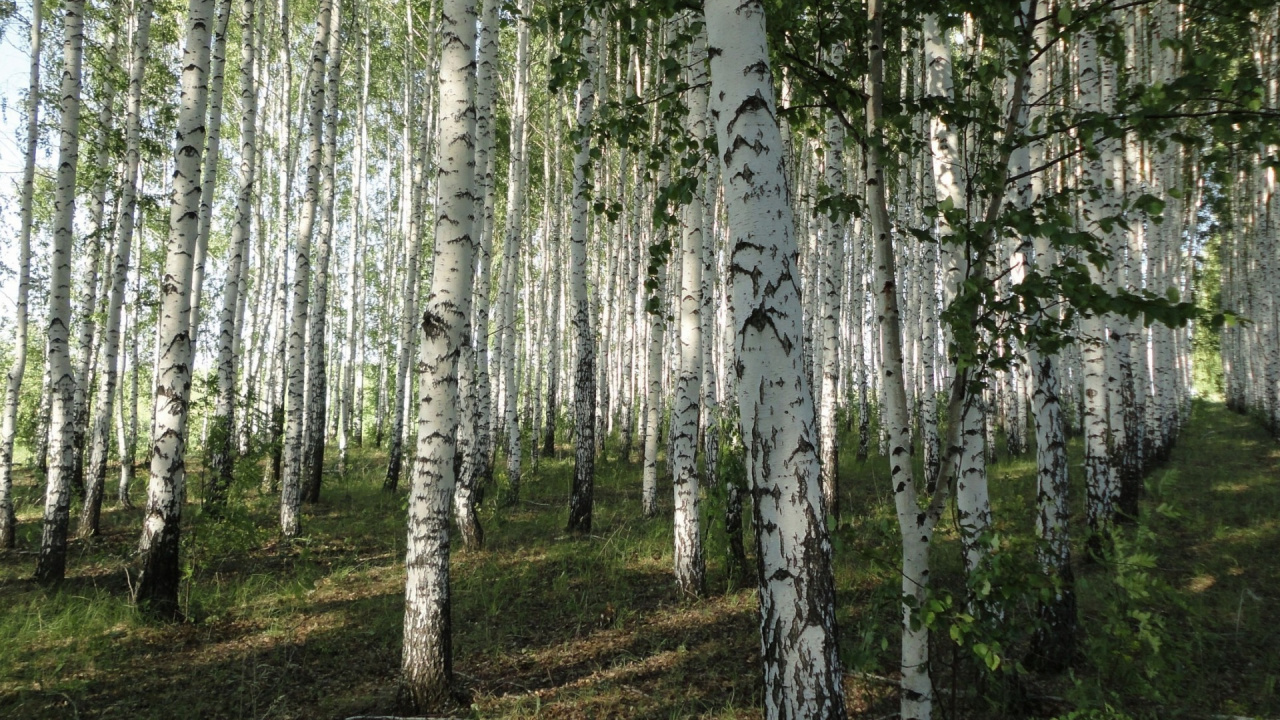 纸birch, 森林, Birch, Grove, 木本植物 壁纸 1280x720 允许