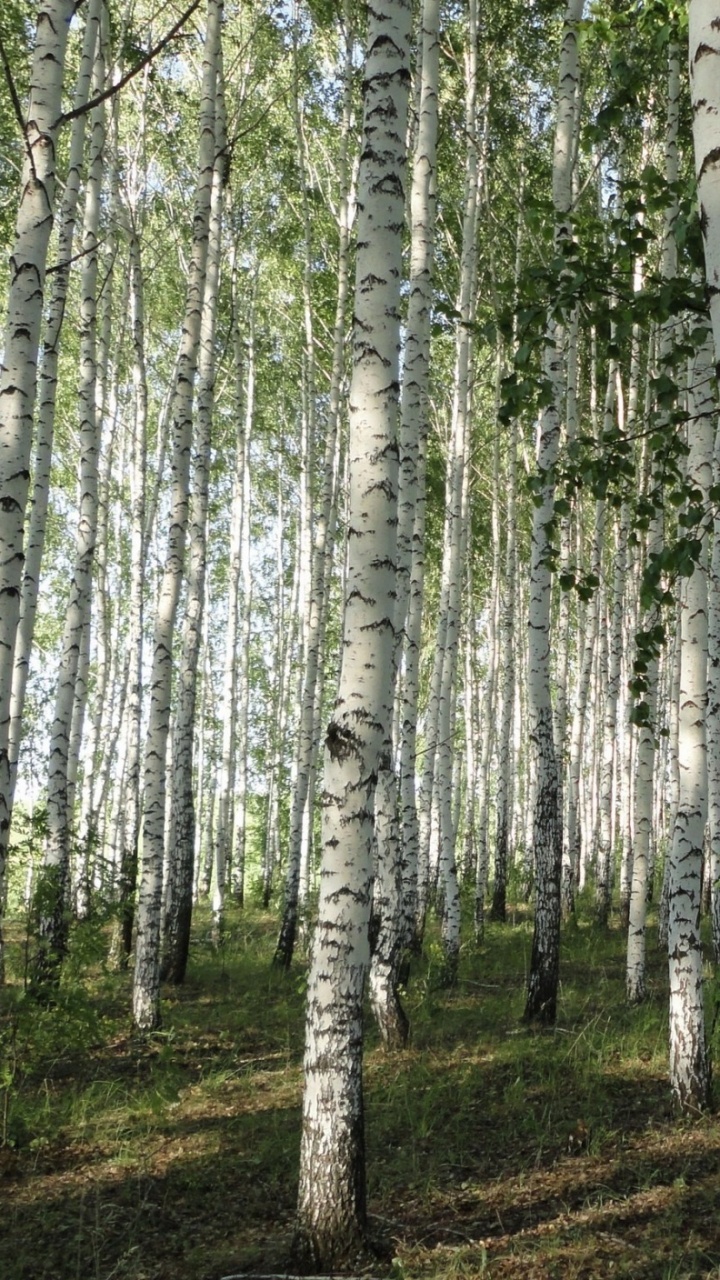 纸birch, 森林, Birch, Grove, 木本植物 壁纸 720x1280 允许