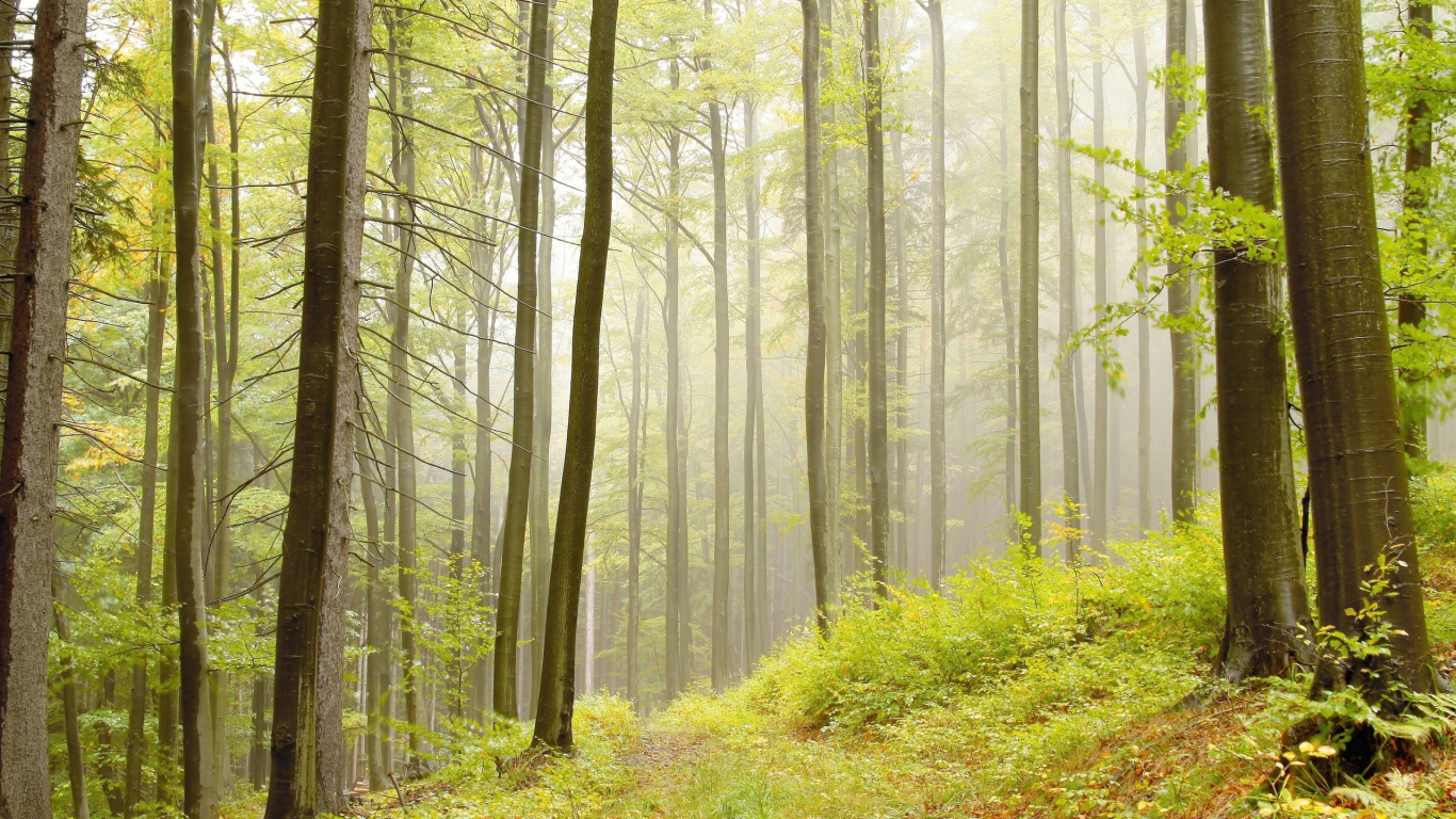 Green Grass and Trees During Daytime. Wallpaper in 1366x768 Resolution