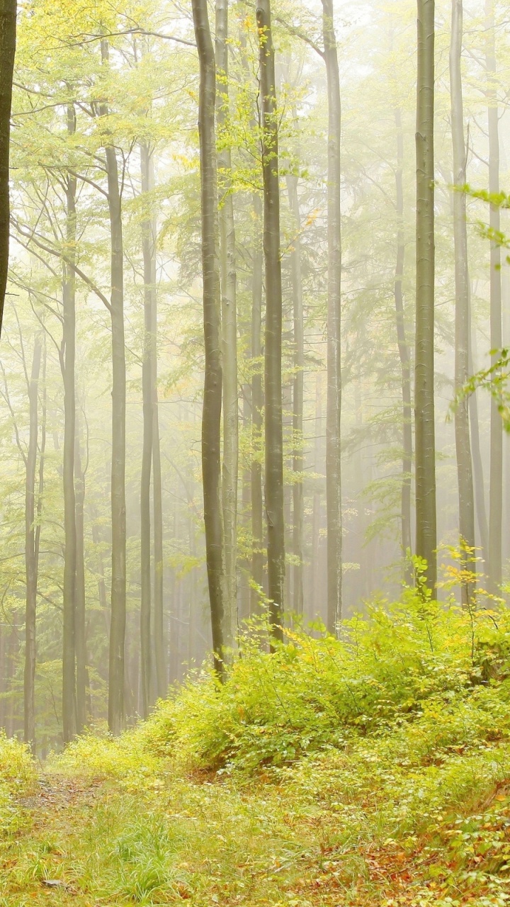 Green Grass and Trees During Daytime. Wallpaper in 720x1280 Resolution