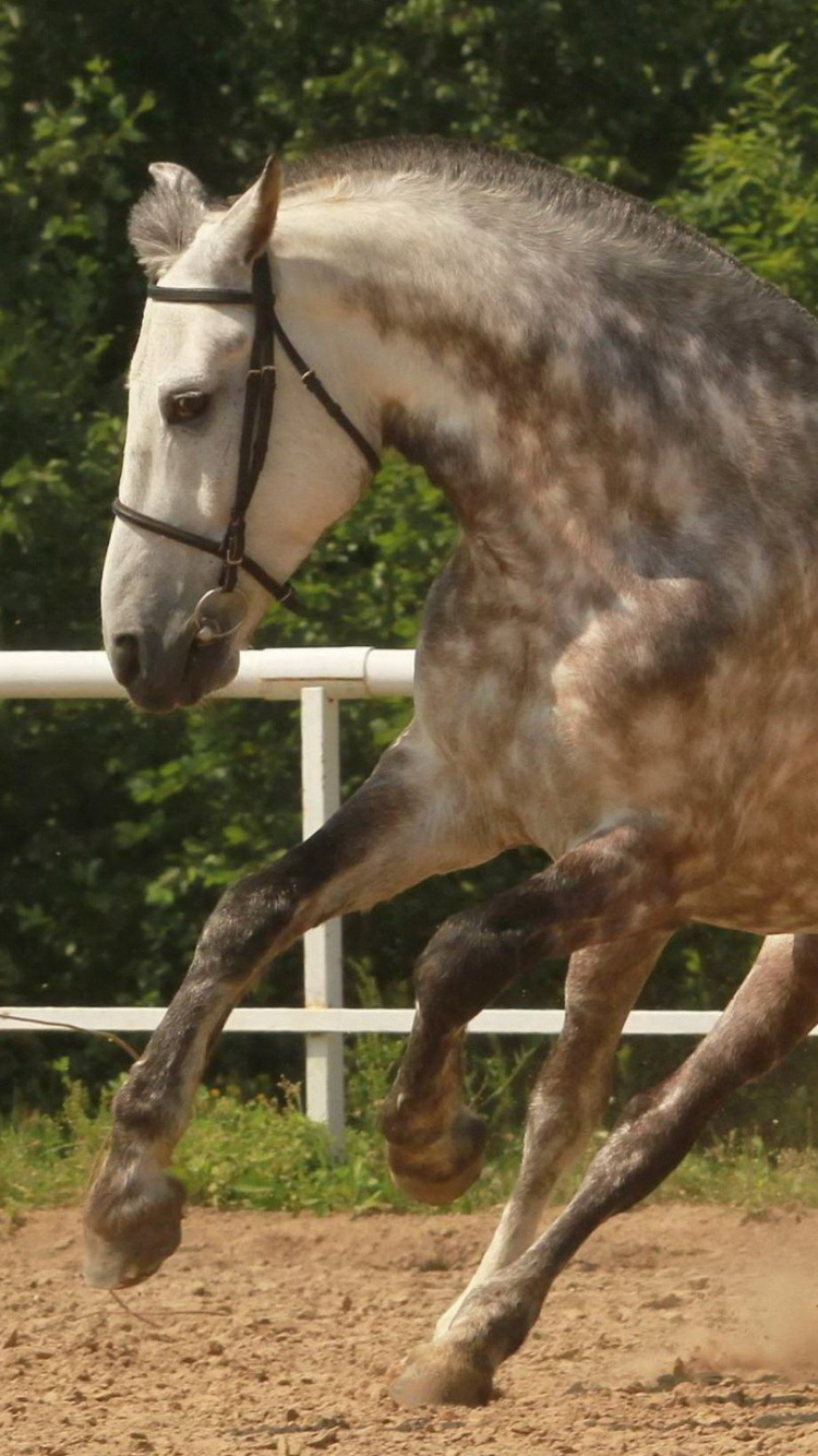 Cheval Brun et Blanc Debout Sur un Sol Brun Pendant la Journée. Wallpaper in 750x1334 Resolution