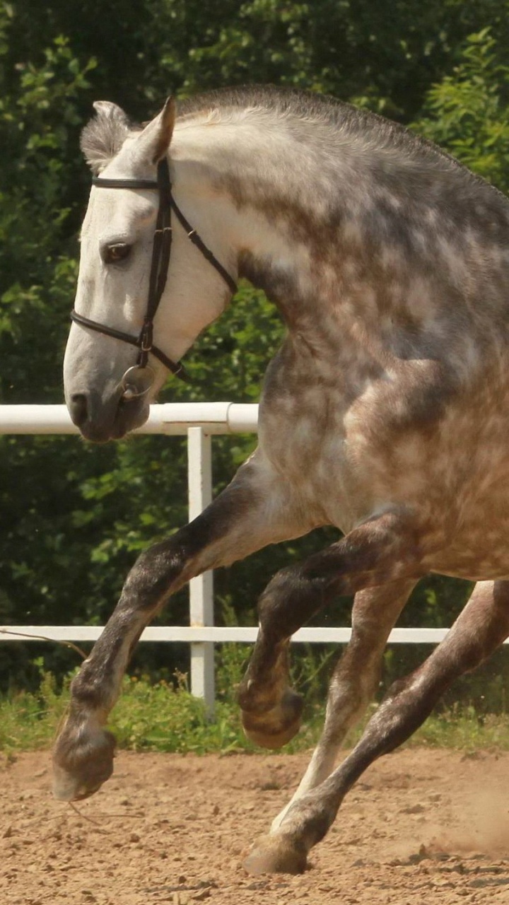 Brown and White Horse Standing on Brown Soil During Daytime. Wallpaper in 720x1280 Resolution