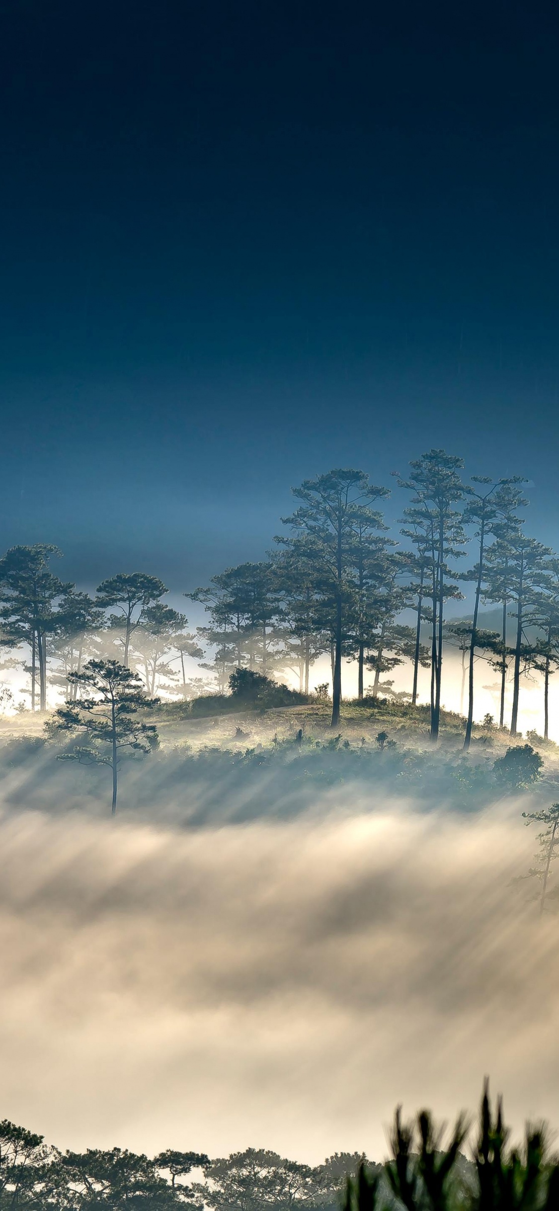矢量图形, 气氛, 自然景观, 植被, 树枝 壁纸 1125x2436 允许