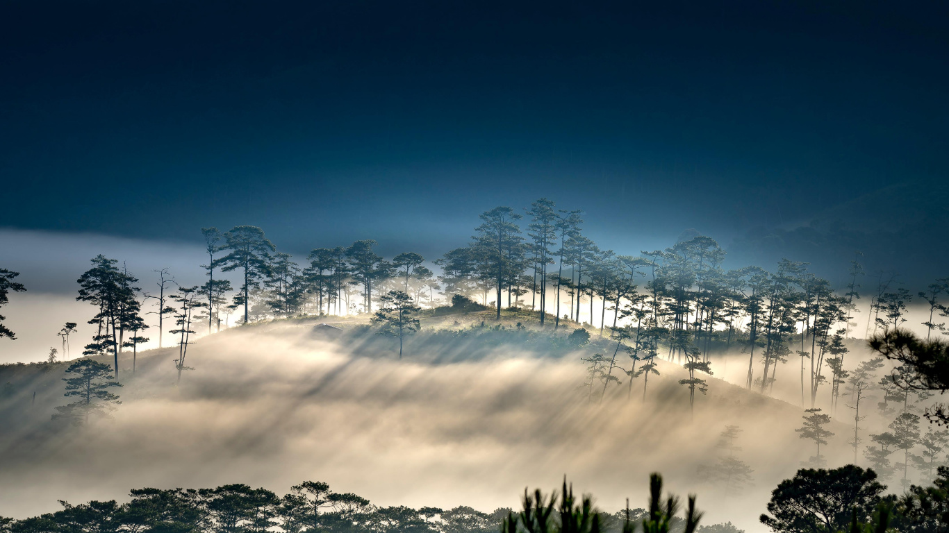 矢量图形, 气氛, 自然景观, 植被, 树枝 壁纸 1366x768 允许