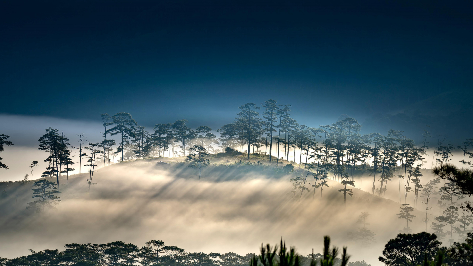 矢量图形, 气氛, 自然景观, 植被, 树枝 壁纸 1920x1080 允许