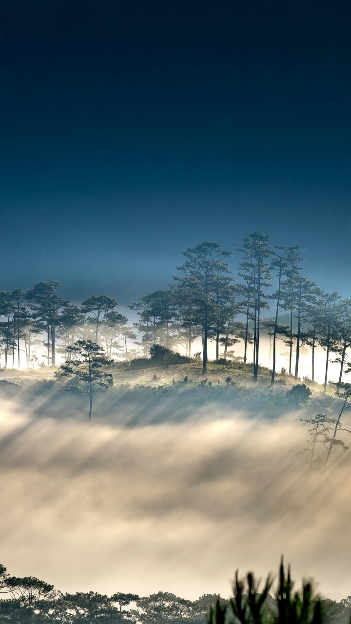 矢量图形, 气氛, 自然景观, 植被, 树枝 壁纸 720x1280 允许