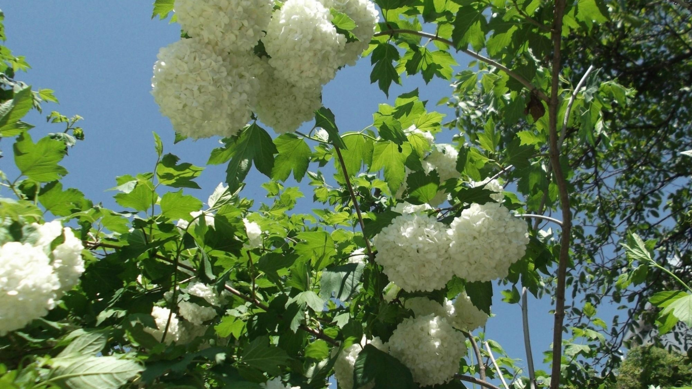 Fleurs Blanches Sur Arbre Vert Sous Ciel Bleu Pendant la Journée. Wallpaper in 1366x768 Resolution