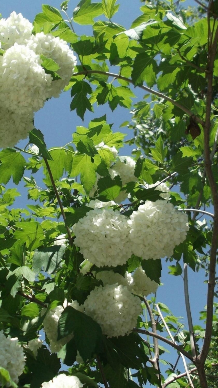 Fleurs Blanches Sur Arbre Vert Sous Ciel Bleu Pendant la Journée. Wallpaper in 750x1334 Resolution