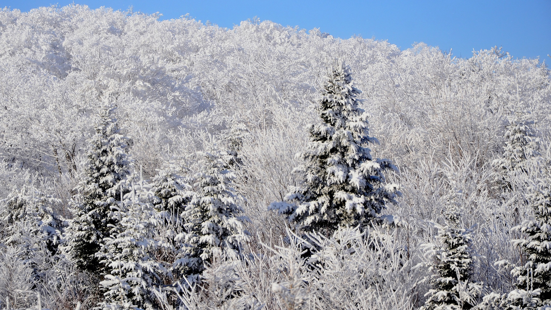 Arbres Blancs Sous Ciel Bleu Pendant la Journée. Wallpaper in 1920x1080 Resolution