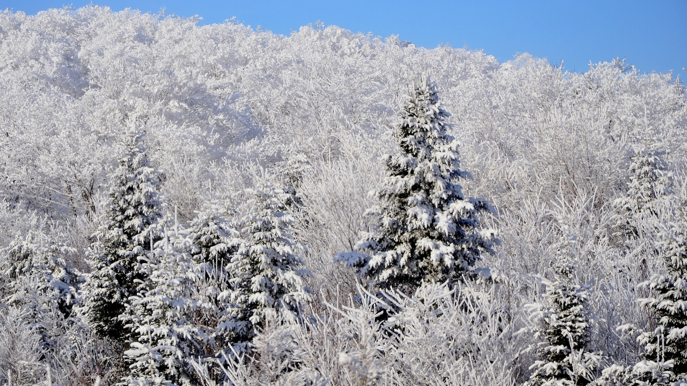 White Trees Under Blue Sky During Daytime. Wallpaper in 1366x768 Resolution