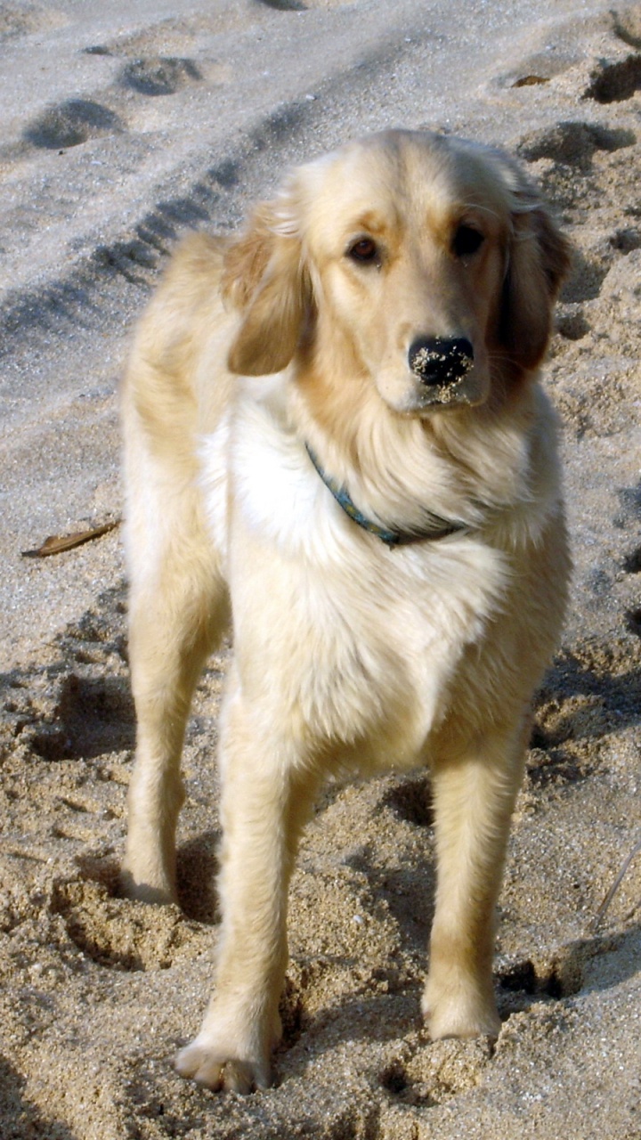 Yellow Labrador Retriever on Brown Sand During Daytime. Wallpaper in 720x1280 Resolution